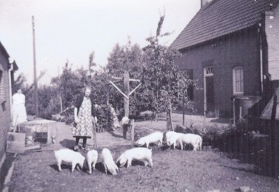 De boerin met de varkens naast het huis, Lithoijen ca. 1950
