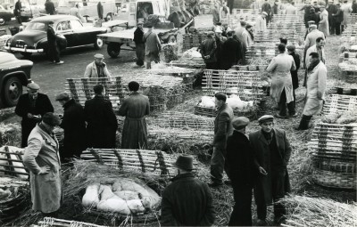 Weekmarkt met Biggen, Uden 1959