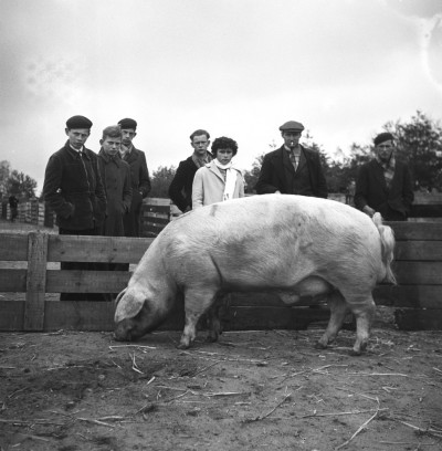 Varkensfokdag, Mill 1957
