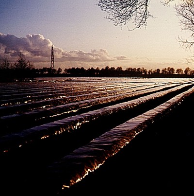 Aspergeveld afgedekt met folie