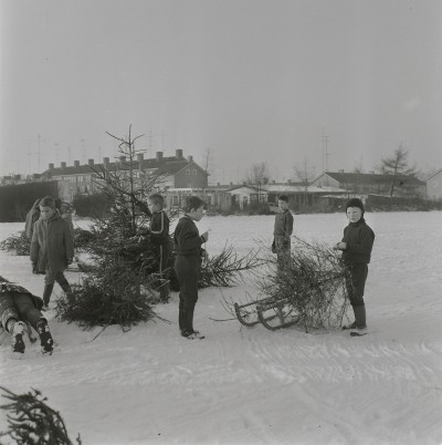 Kerstbomen verzamelen in de sneeuw voor de traditionele kerstboomverbranding, Drunen 1970 (foto: J. de Bont, collectie Streekarchief Langstraat, Heusden & Altena nr. WAA90454)