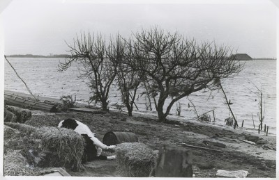 Aangespoeld na de watersnoodramp, Heijningen 1953 (foto: Fotopersbureau Het Zuiden, collectie West-Brabants Archief nr. RAW014009391) 