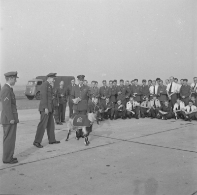 Aanbieding van een bok Welschap 1961.