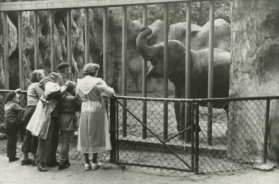 Mensen kijken naar olifant