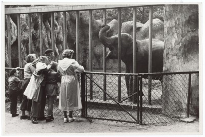 Bezoekers bij de olifant. Tilburg, 1952