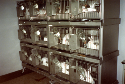 De proefkonijnen in een ruimte van het laboratorium voor medische microbiologie, 1990