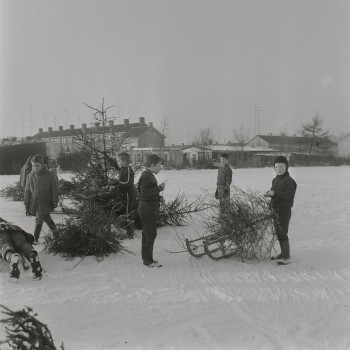 Kerstbomen verzamelen in de sneeuw voor de traditionele kerstboomverbranding, Drunen 1970 (foto: J. de Bont, collectie Streekarchief Langstraat, Heusden & Altena nr. WAA90454)