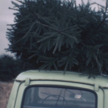 Kerstboom op auto