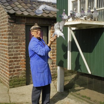 Duivenmelker met duiven
