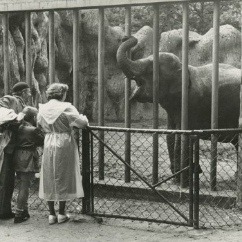 Mensen kijken naar olifant